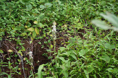 Chlorophytum malabaricum